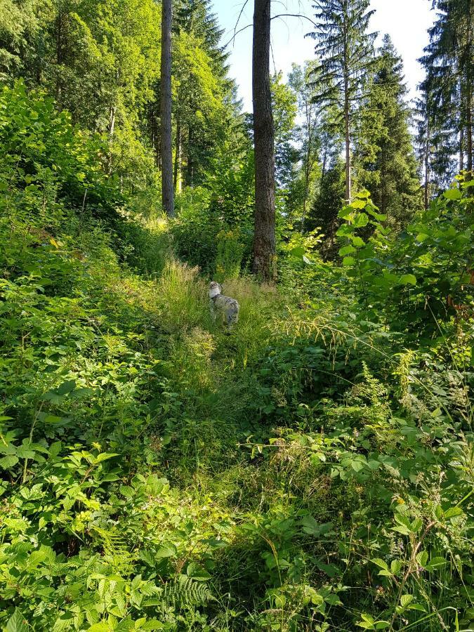 Apartmán Wiesenblume Schönau im Schwarzwald Exteriér fotografie